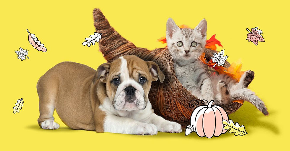 How To (Safely) Celebrate Thanksgiving With Your Fur Family