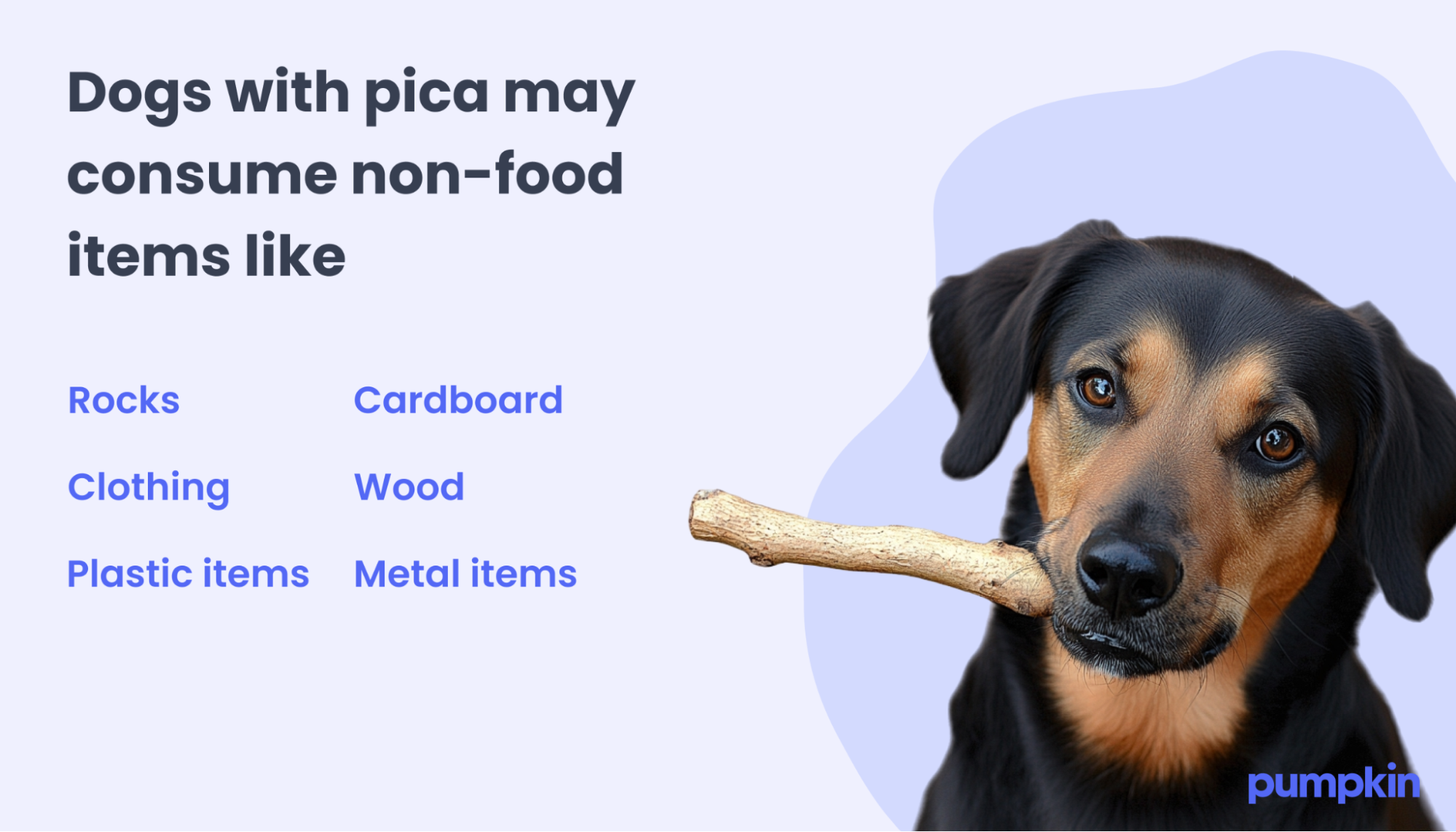 Non-food items dogs with pica consume