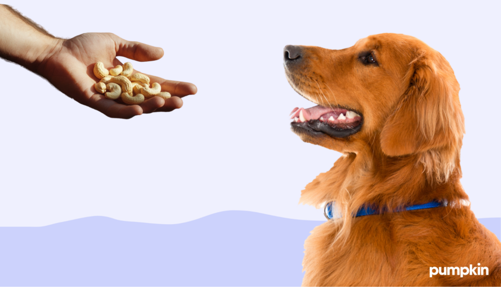 Person feeding a handful of cashew nuts to a dog