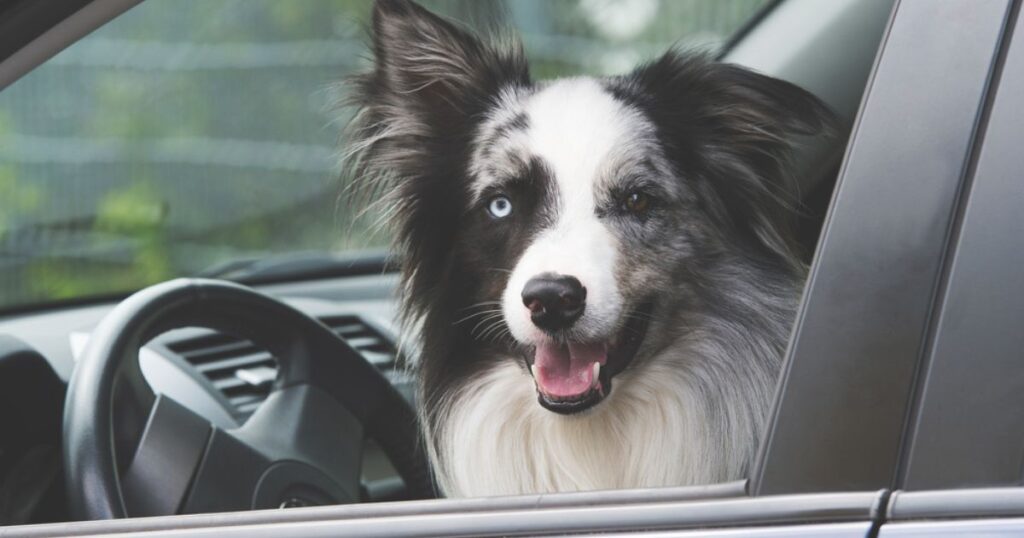 Shepard mix dog staring out of the window of a car practicing emergency plan for disaster preparedness