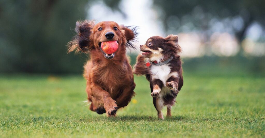 Two dogs joyfully run on grass; a brown dog holds an orange ball. The background is a blurred green and white, conveying motion and playfulness.