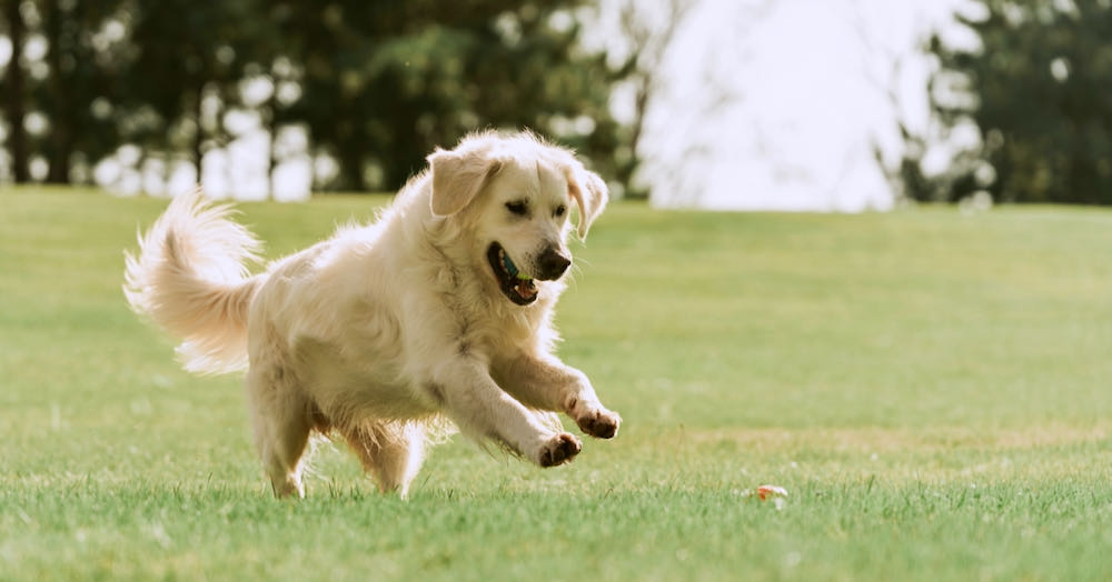 Golden Retriever running in field with a ball in its mouth on a sunny day