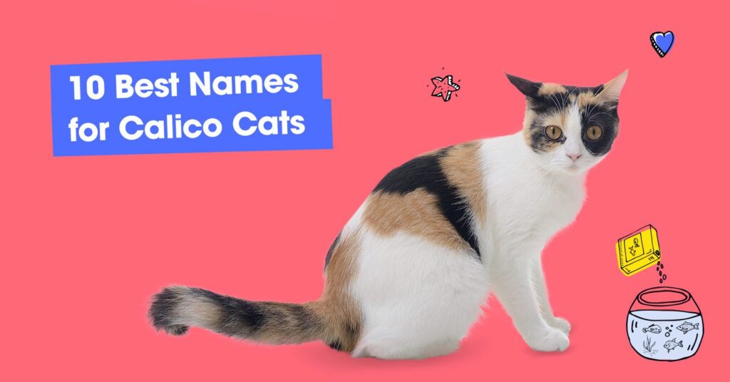 graphic with text that reads '10 best names for calico cats'