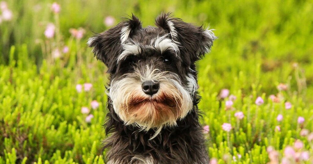 miniature-schnauzer_easiest-dogs-to-train
