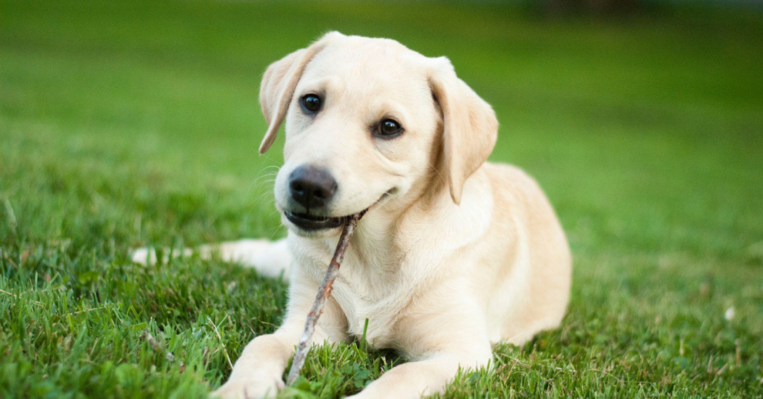 A Labrador Retriever chewing on a stick
