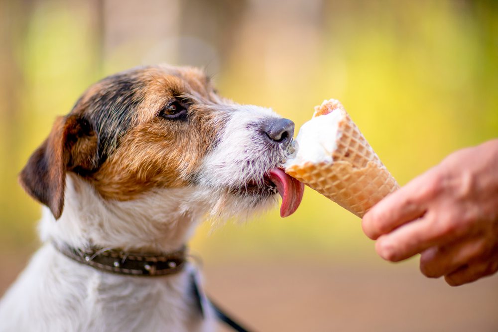 a small dog licking an ice cream cone
