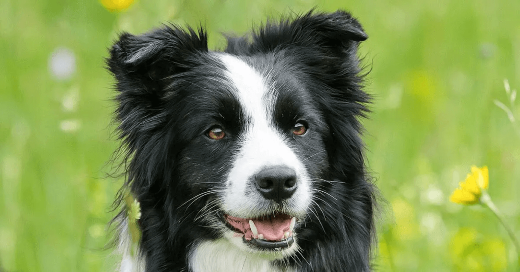 Border Collie in a field