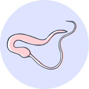 illustration of a whipworm