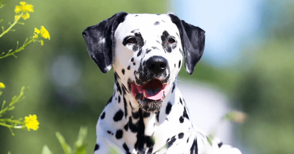 Dalmation dog breed