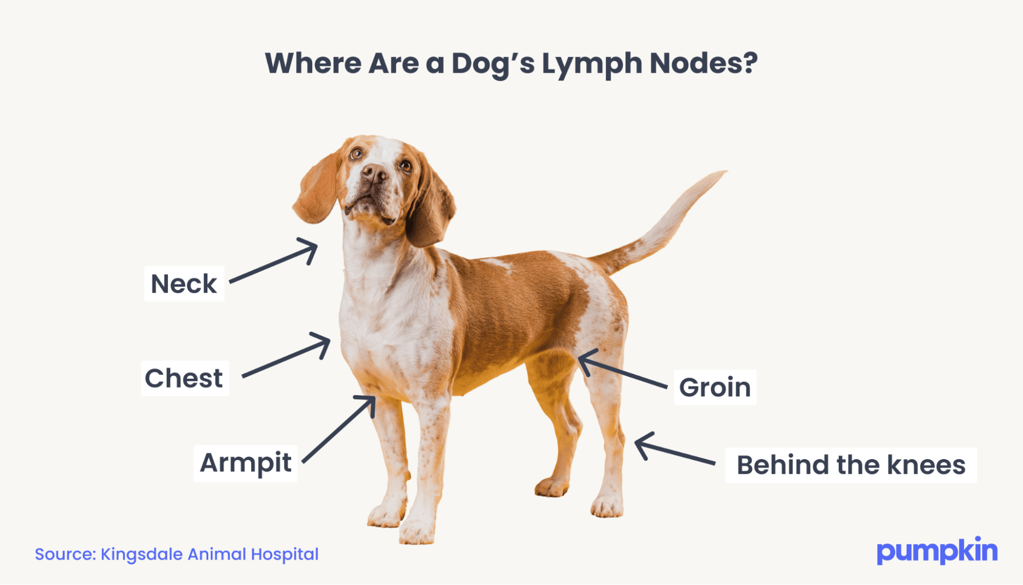 Chart of dog lymph nodes