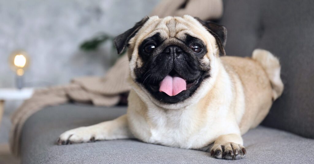 a silly pug sitting on couch with its mouth open