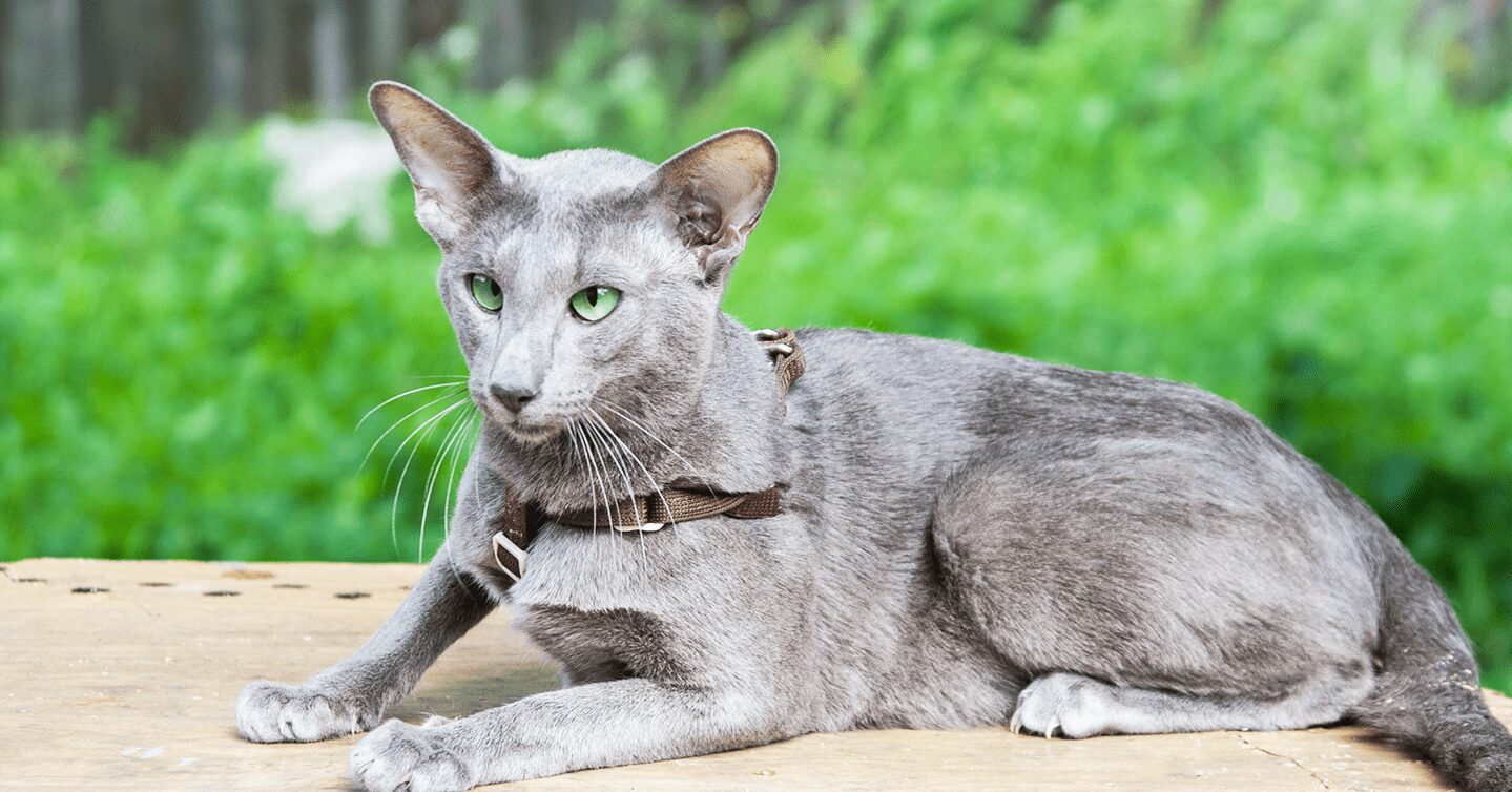 An Oriental Shorthair cat with a collar and green eyes sits outside