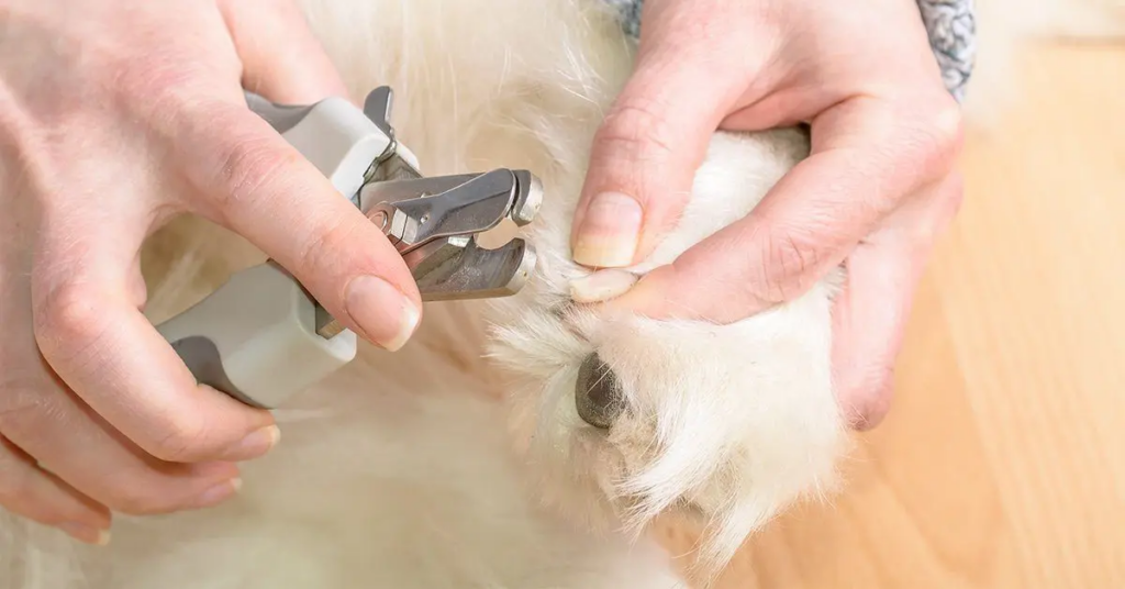 Person Using Nail Trimmers on a Dog