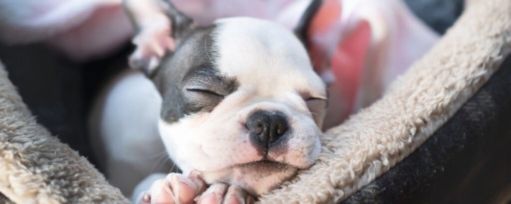 bringing-home-new-puppy