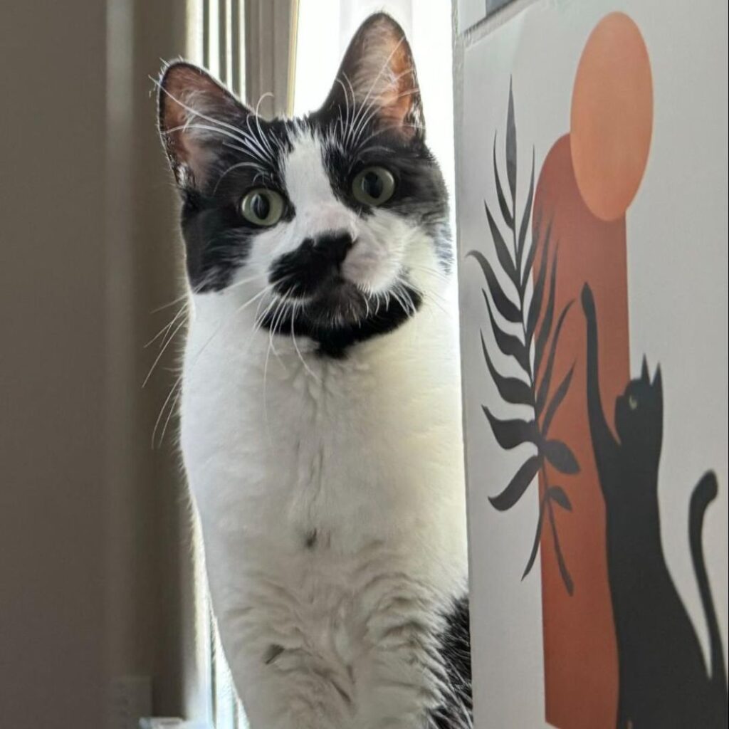 Picture of Coco the Tuxedo Cat Braveheart