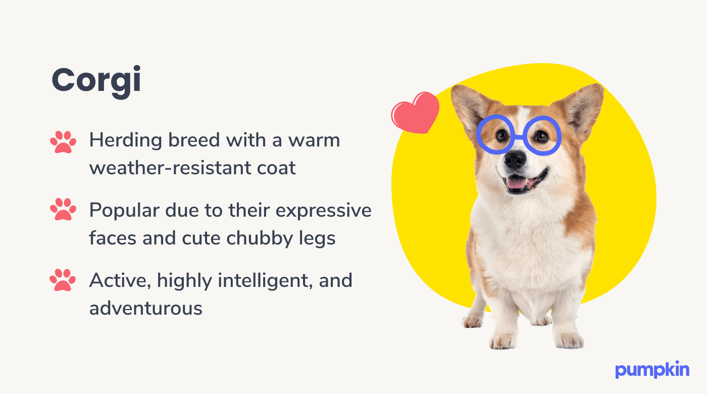 Corgi dog breed