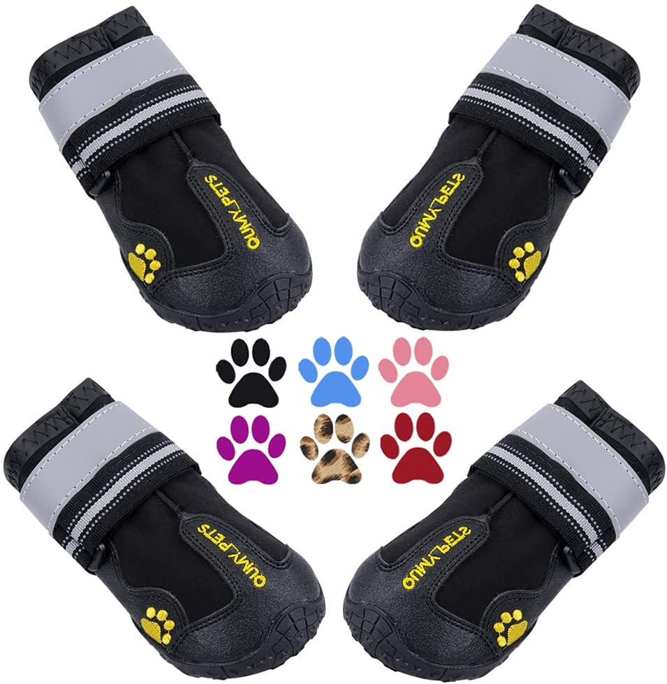 16 Summer Essentials For Dogs