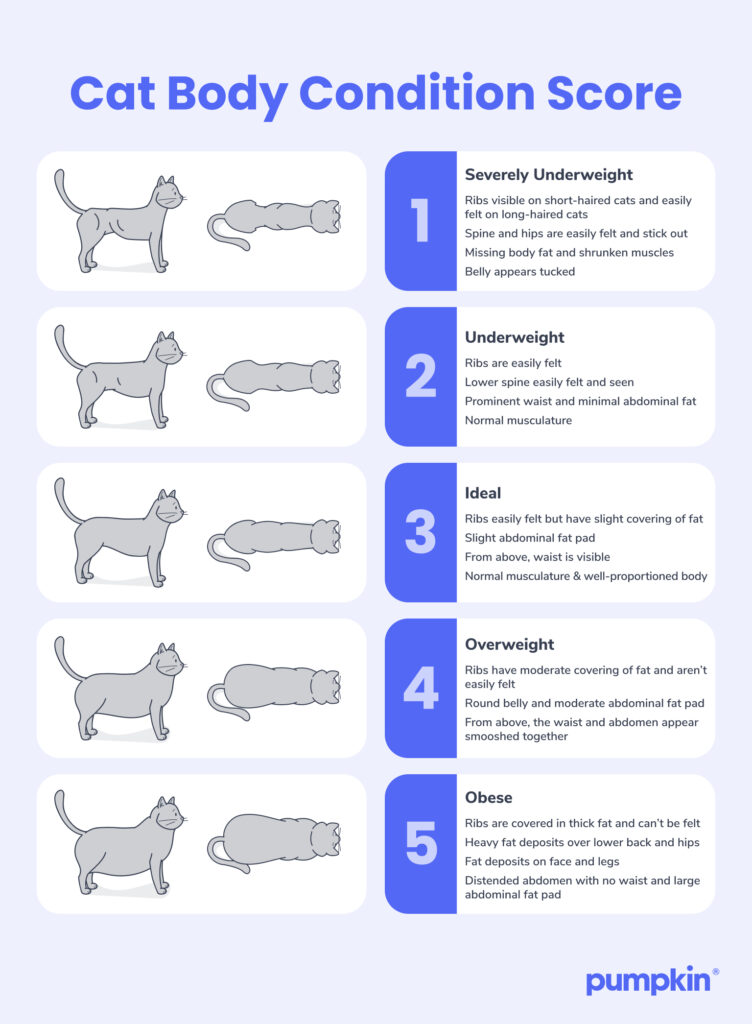 infographic of 'cat body condition score' with illustrations and descriptions of underweight, normal, and obese cats
