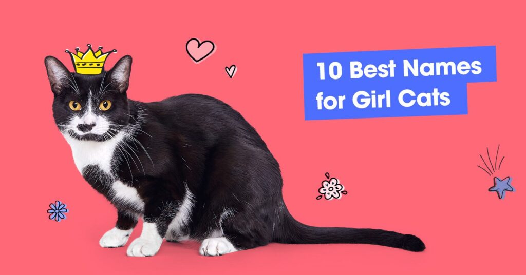 image of cat with illustrated crown and text that reads '10 best names for girl cats'