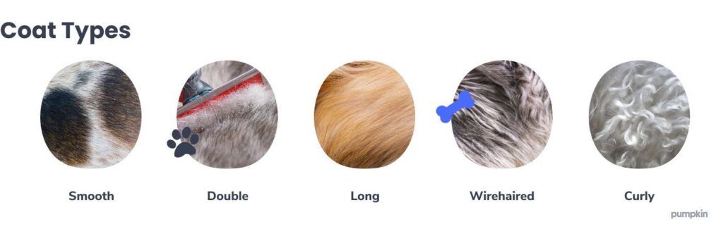 dog-coat-types_dog-health