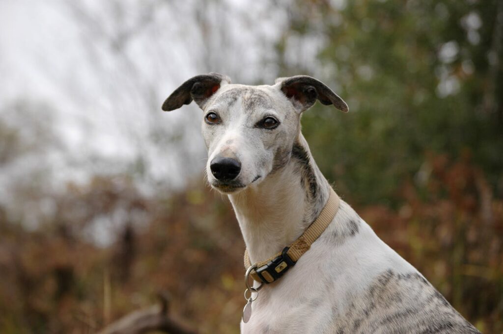 A Whippet dog outside