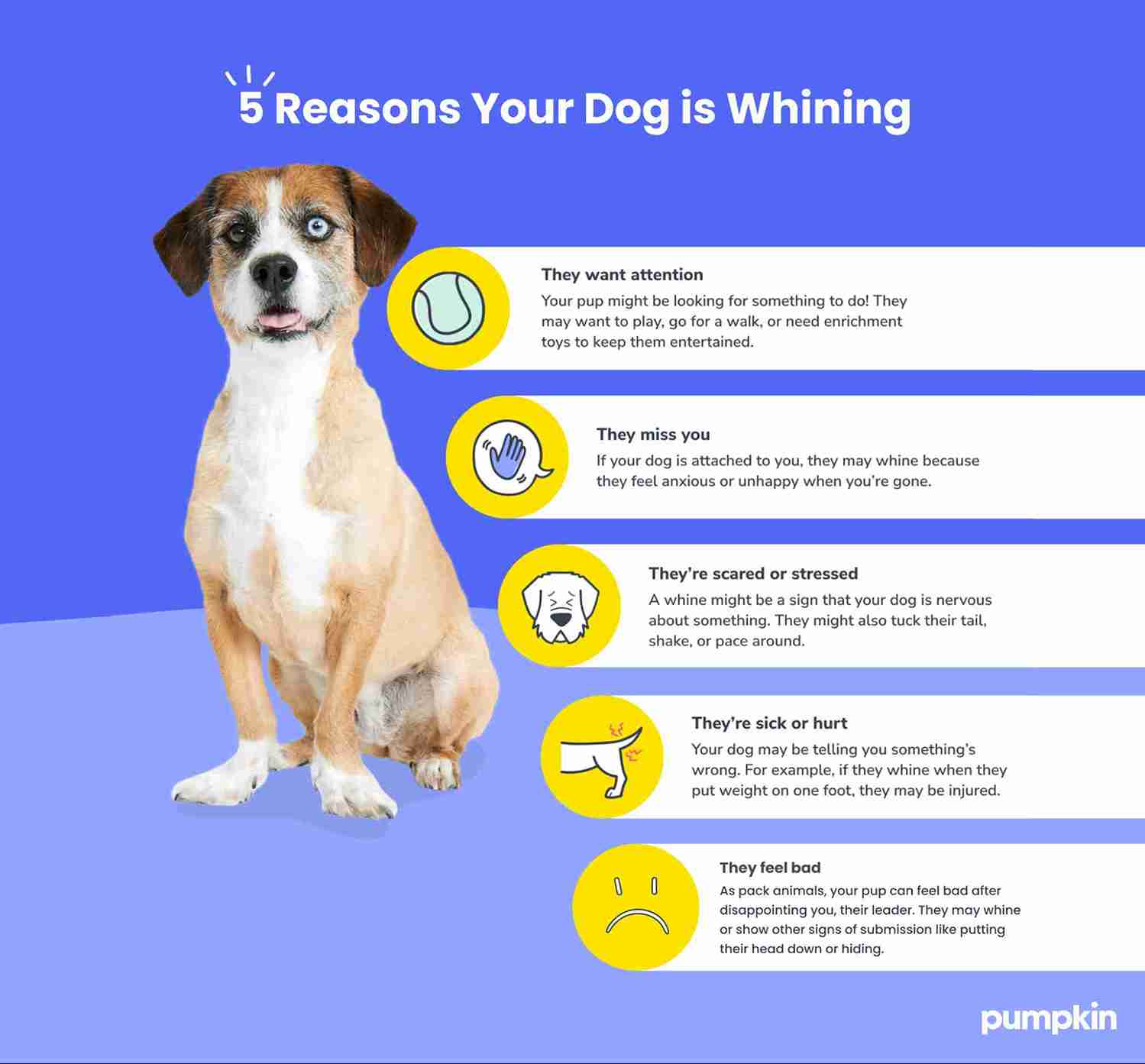 Infographic listing five reasons why dogs whine: They want attention, they miss you, they're scared or stressed, they're sick or hurt, they feel bad