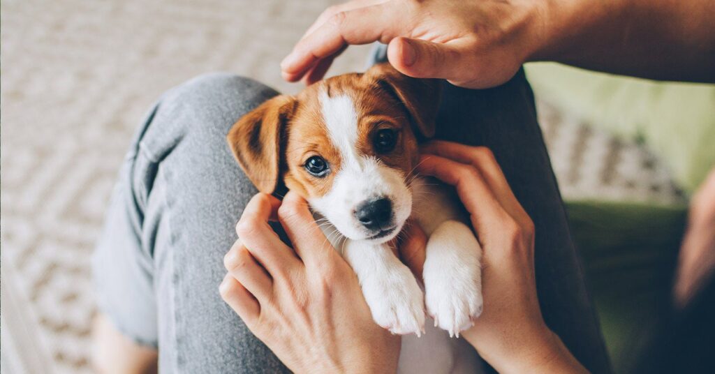 Brown and white puppy resting on person's lap, surrounded by gentle hands. Soft lighting, cozy indoor setting, and a calm mood.