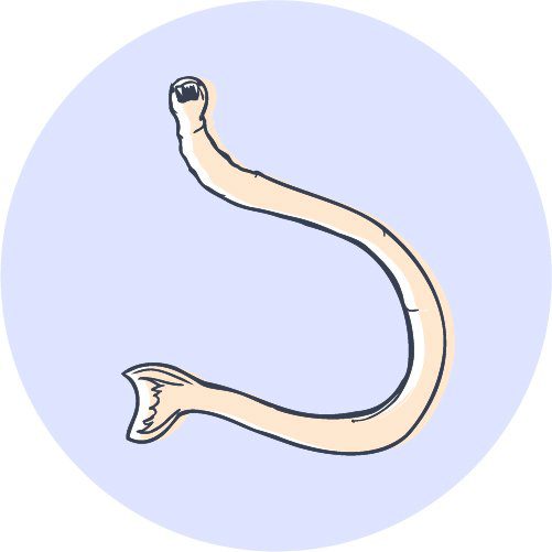 illustration of a hookworm