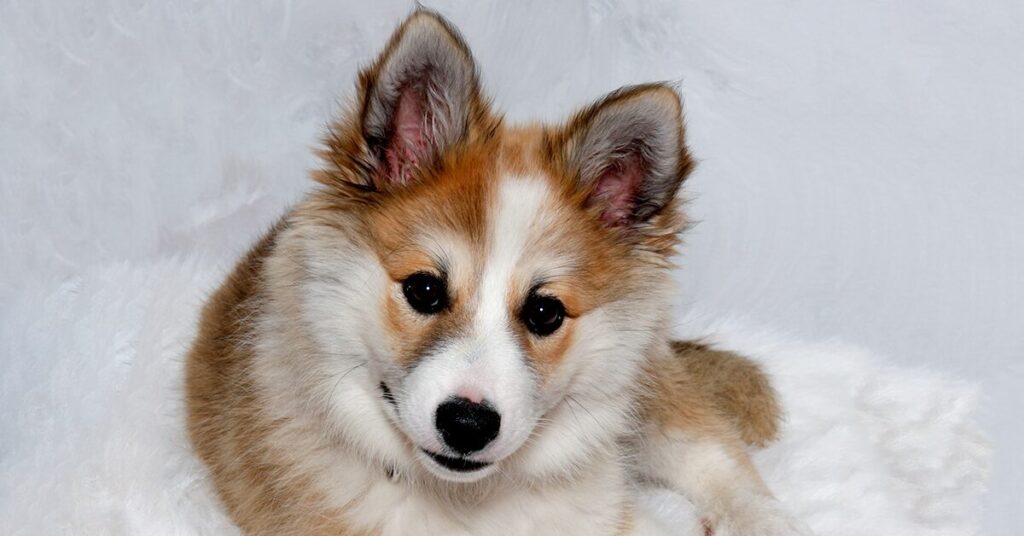 norwegian-lundehund_rare-dog-breeds