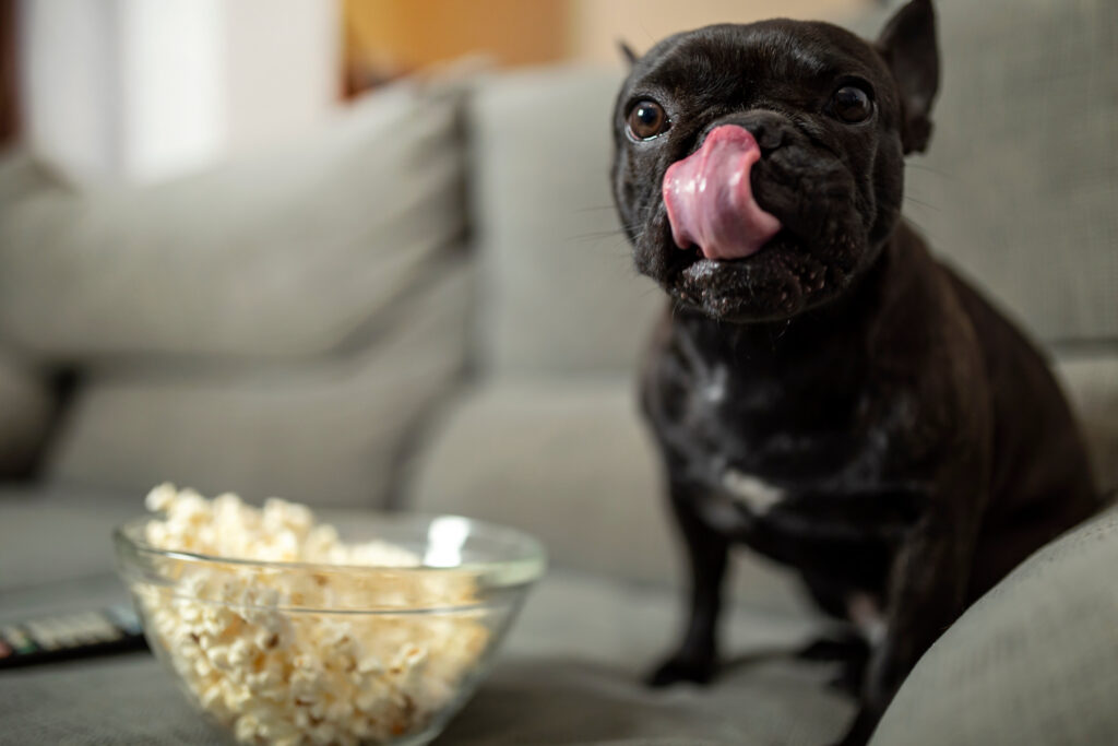 french bulldog puppy licking its lips next to bowl of popcorn
