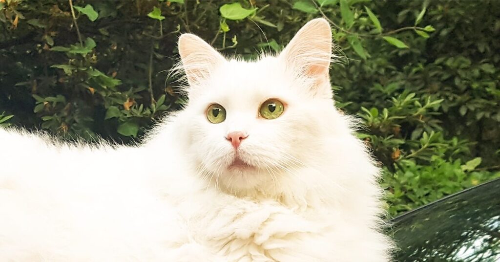ragamuffin-cat_best-cats-for-kids