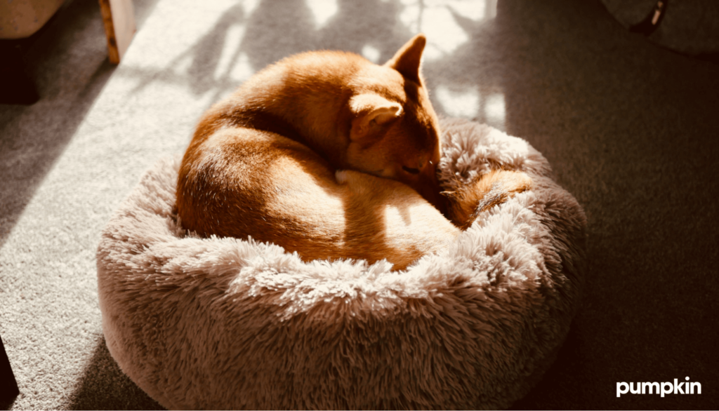 Dog snuggled in dog bed