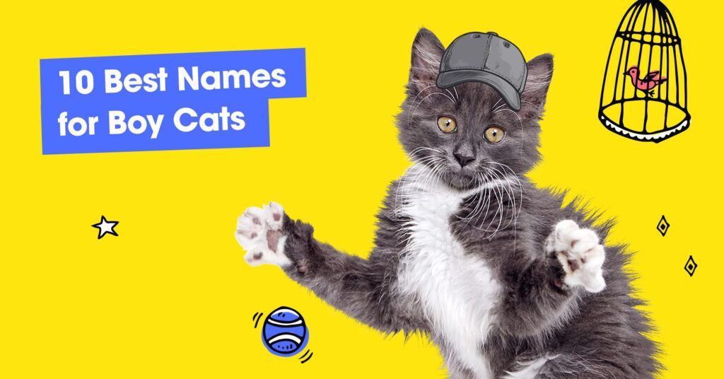 image of playing cat with text that reads '10 best names for boy cats'