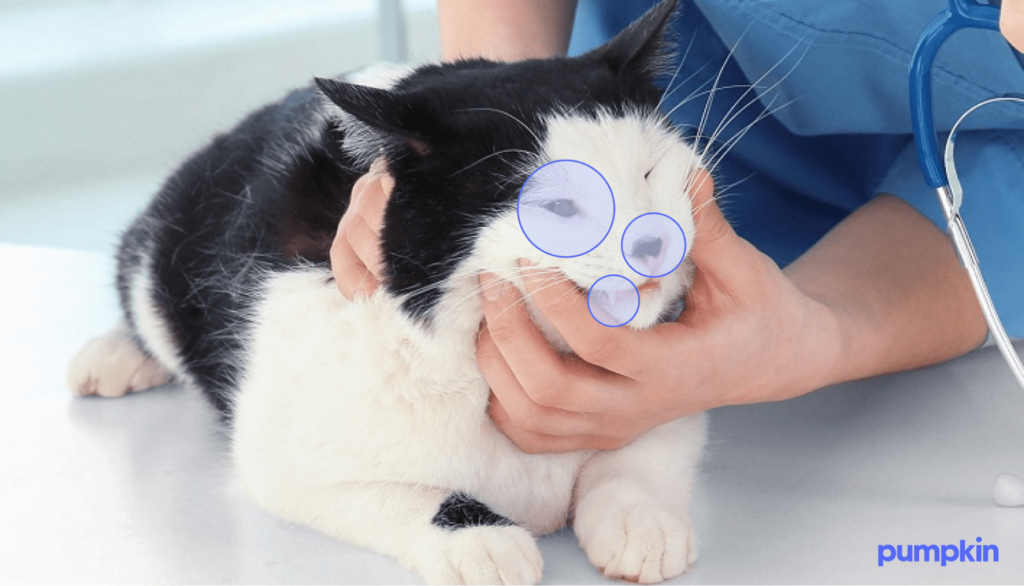 picture of a cat with feline herpes hot spots highlighted