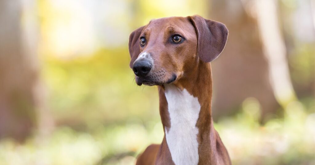 azawakh_rare-dog-breeds