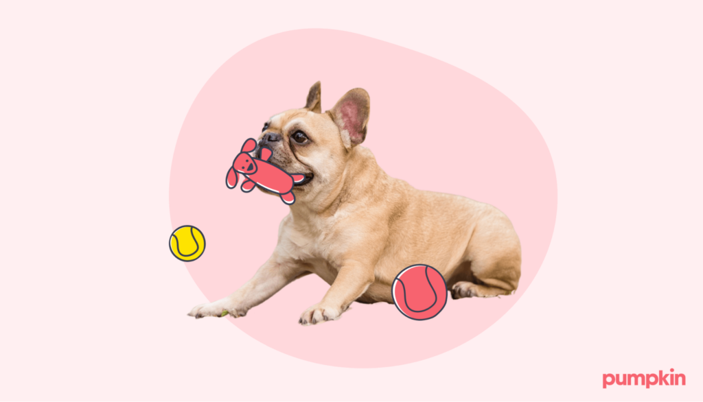 Frenchie playing with chew toys