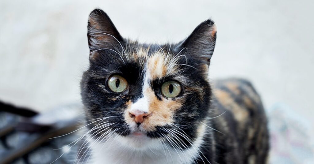 manx-cat_best-cats-for-kids