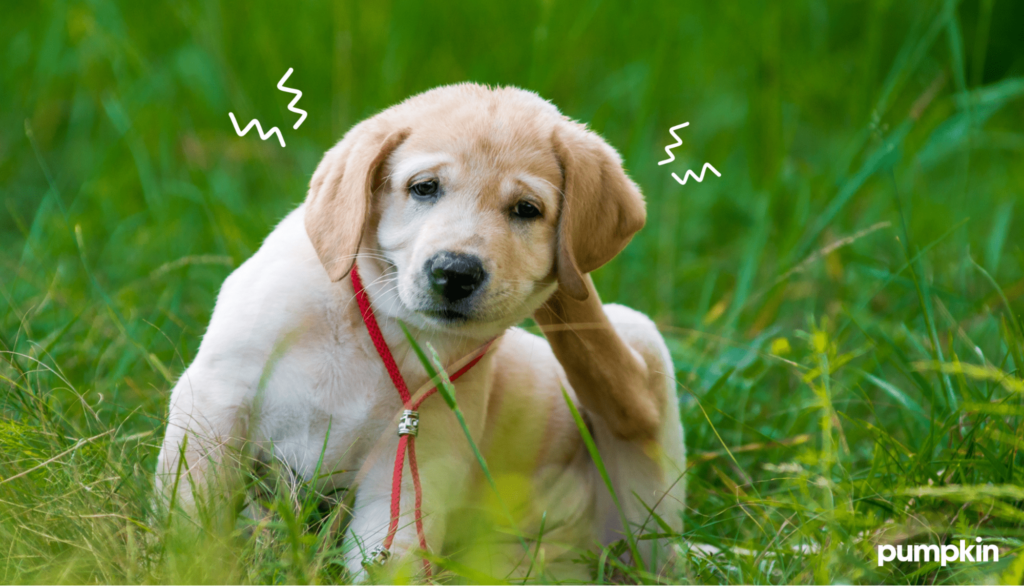 a yellow labrador retriever puppy scratching ear in the grass