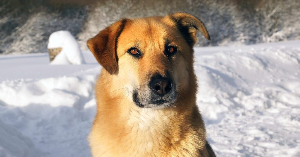 chinook_rare-dog-breeds