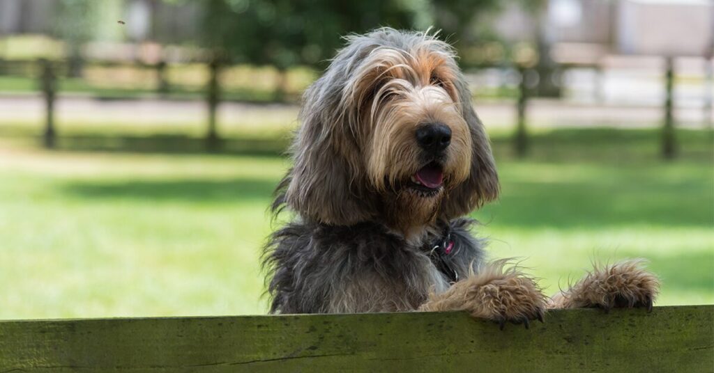 otterhound_rare-dog-breeds