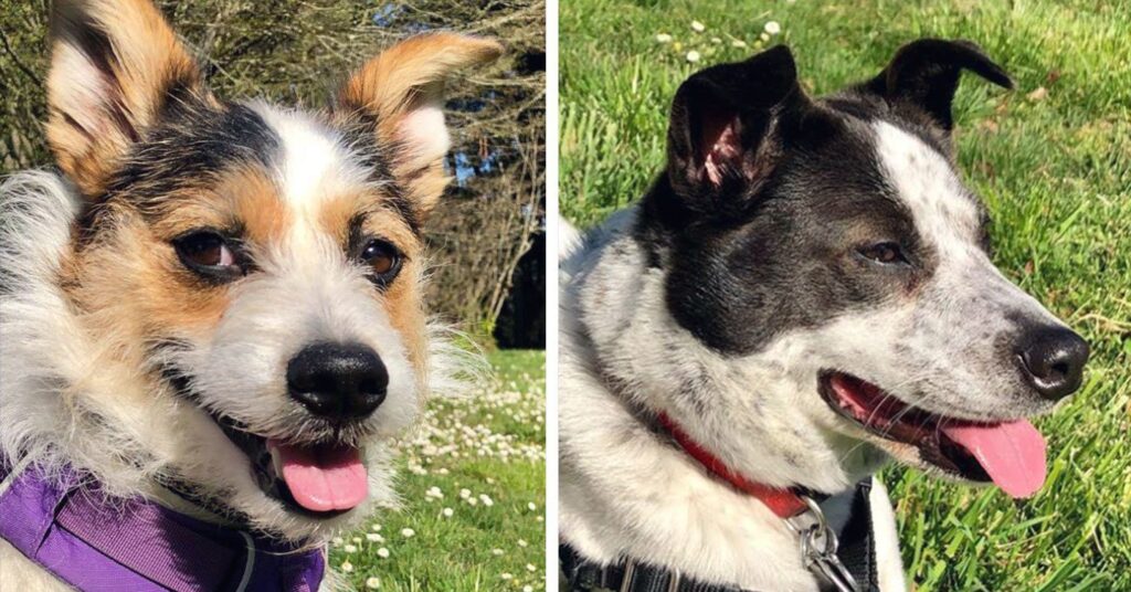two-loving-mutts_dog-dna-test