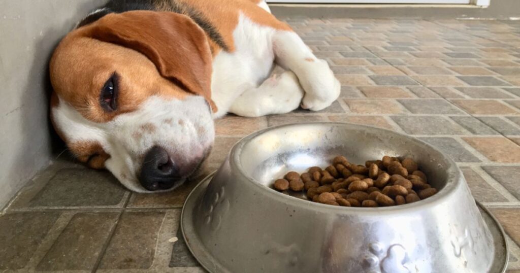 sad beagle with an upset stomach lying next to a full food bowl