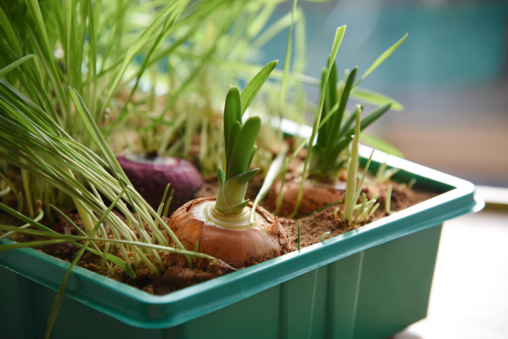 onions and grass grow in a pot by a window