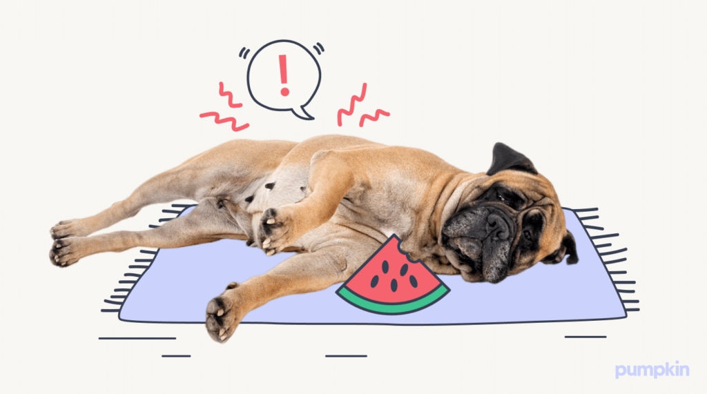 Dog feeling ill from watermelon