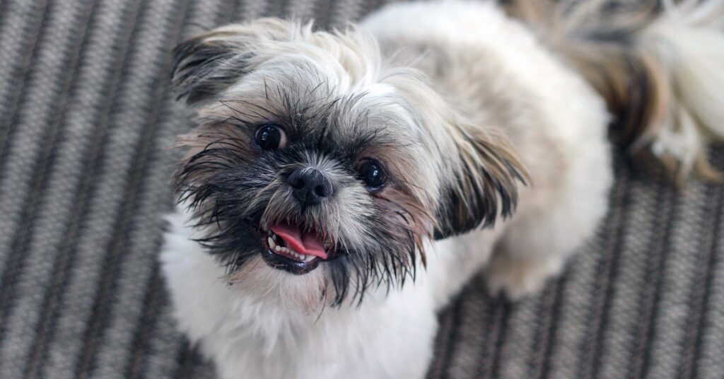 a grumpy shih tzu dog looking up at the camera with its teeth bared