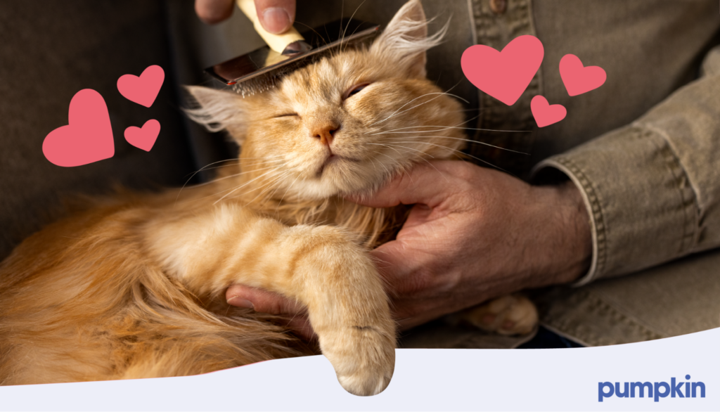 A cat being brushed