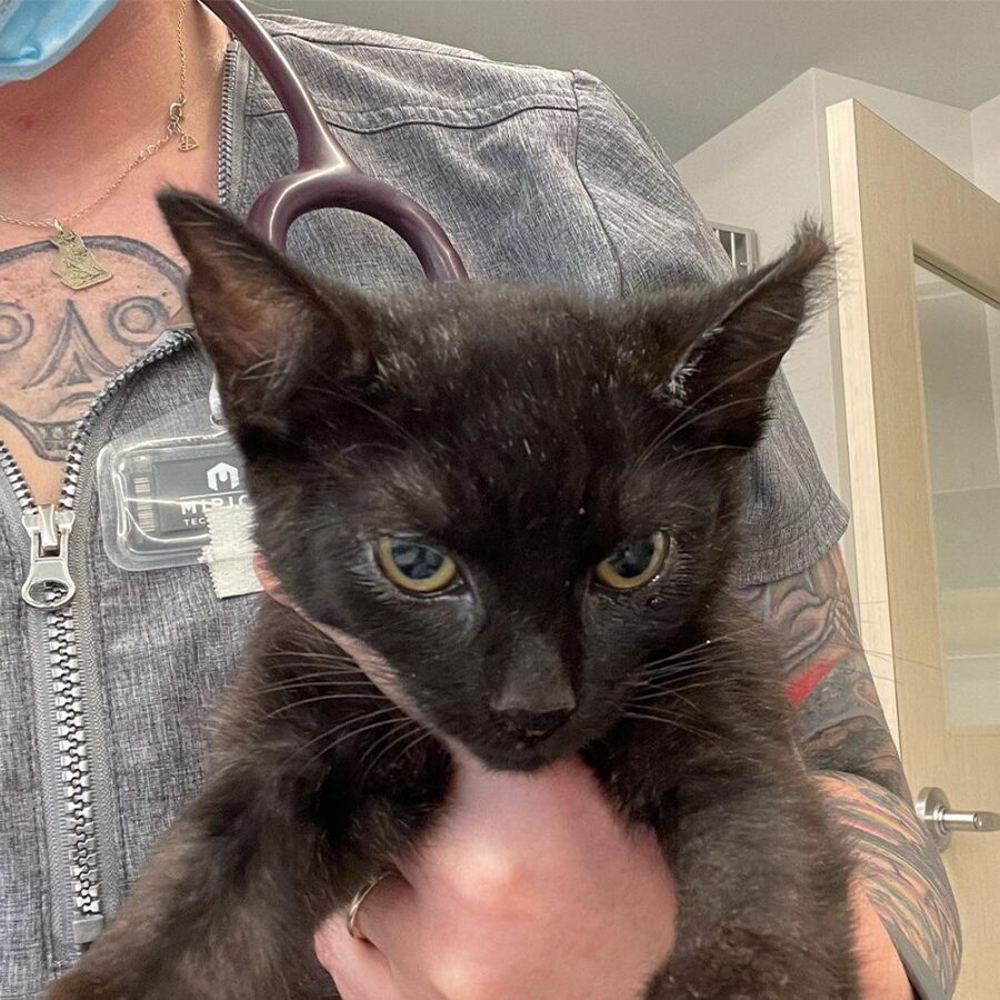 @thecatlvt on Instagram