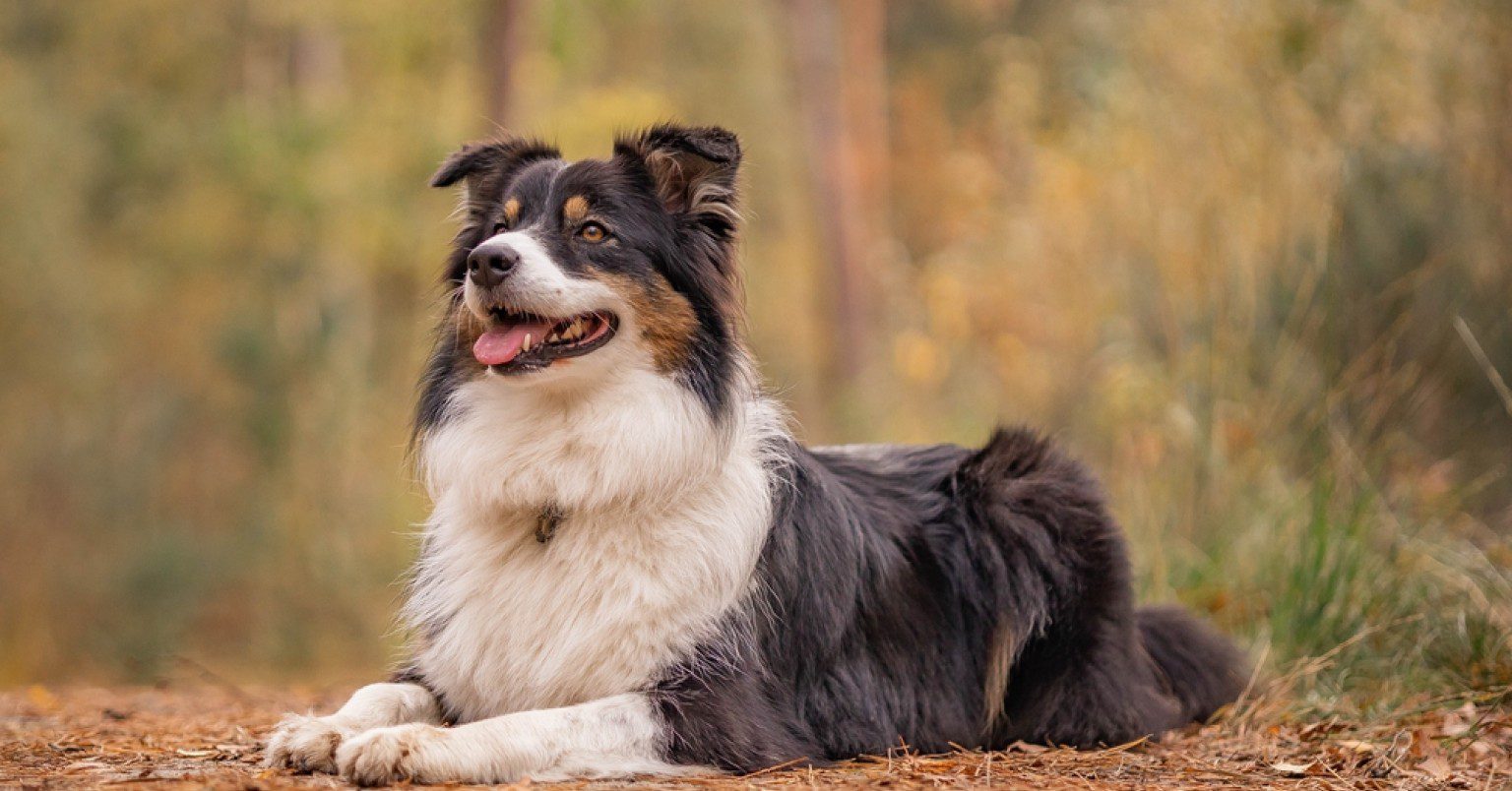 An Australian Shepherd in the forest
