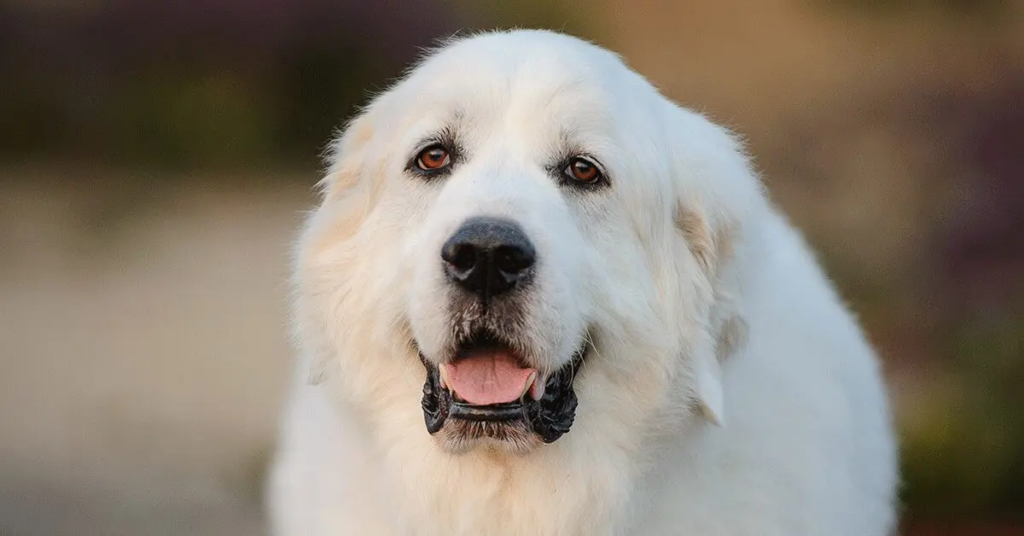 a sad looking white great pyrenees