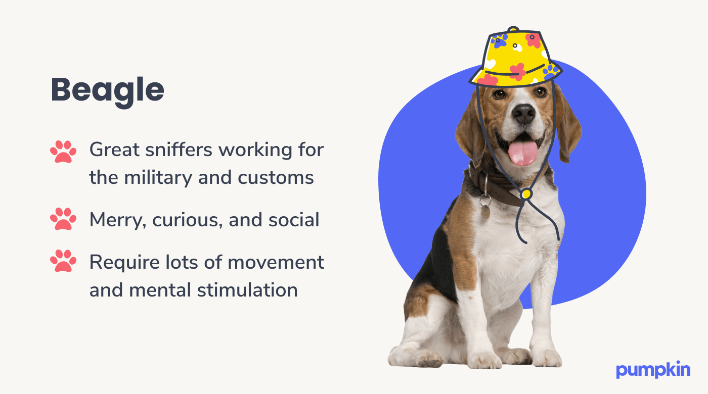 Beagle dog breed